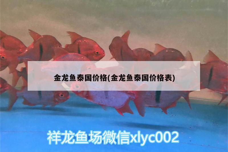 金龍魚泰國價格(金龍魚泰國價格表)