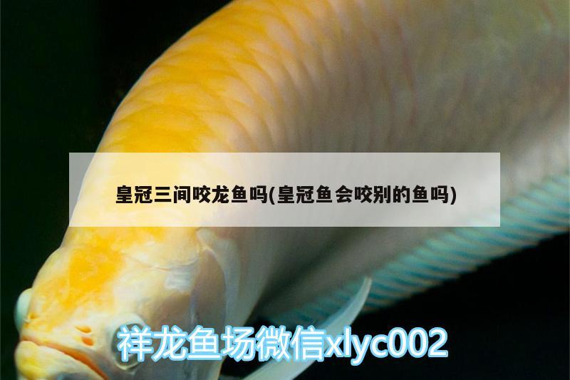 皇冠三間咬龍魚嗎(皇冠魚會咬別的魚嗎)