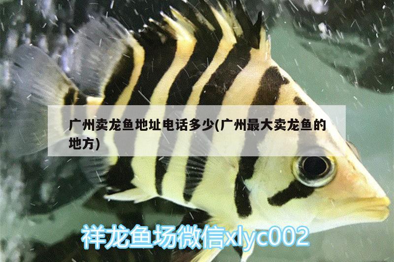 廣州賣龍魚地址電話多少(廣州最大賣龍魚的地方)