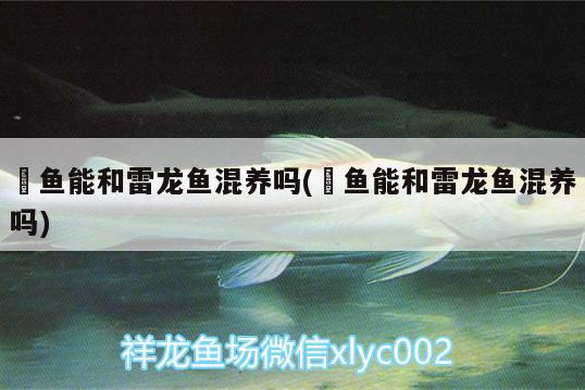 魟魚能和雷龍魚混養(yǎng)嗎(魟魚能和雷龍魚混養(yǎng)嗎) 小型觀賞魚 第1張