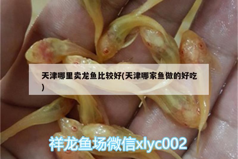 天津哪里賣龍魚(yú)比較好(天津哪家魚(yú)做的好吃)