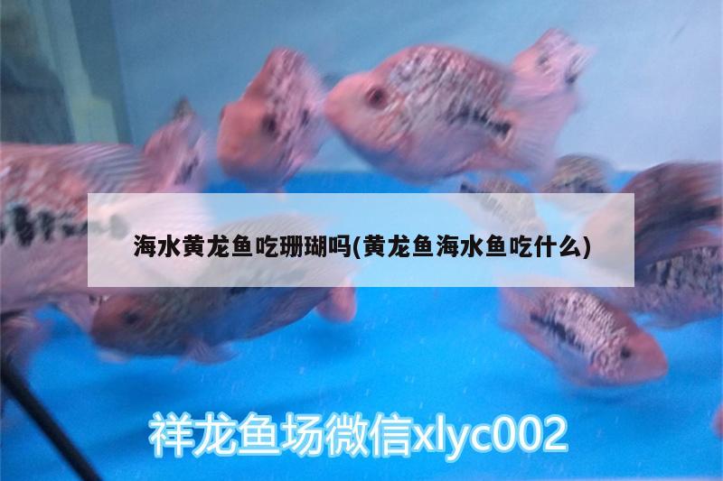 海水黃龍魚吃珊瑚嗎(黃龍魚海水魚吃什么) 海水魚