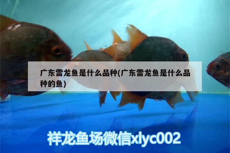 廣東雷龍魚是什么品種(廣東雷龍魚是什么品種的魚)