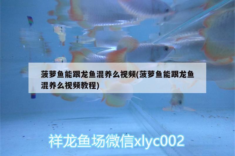 菠蘿魚能跟龍魚混養(yǎng)么視頻(菠蘿魚能跟龍魚混養(yǎng)么視頻教程) 朱巴利魚