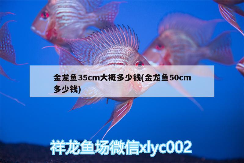 金龍魚35cm大概多少錢(金龍魚50cm多少錢) 水溫計