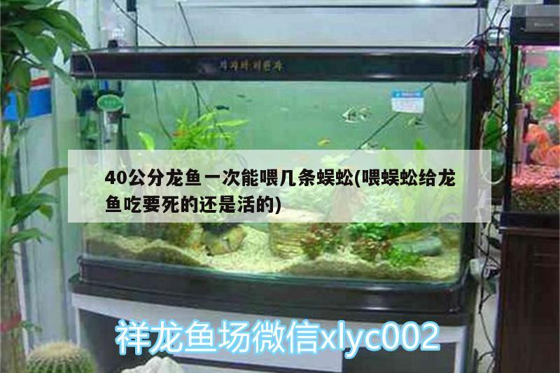 40公分龍魚一次能喂幾條蜈蚣(喂蜈蚣給龍魚吃要死的還是活的)