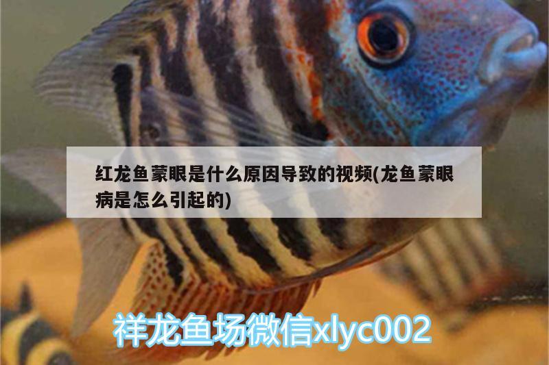 紅龍魚蒙眼是什么原因?qū)е碌囊曨l(龍魚蒙眼病是怎么引起的)