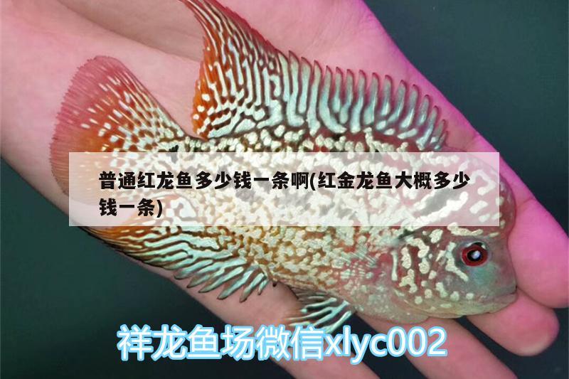 普通紅龍魚多少錢一條啊(紅金龍魚大概多少錢一條)