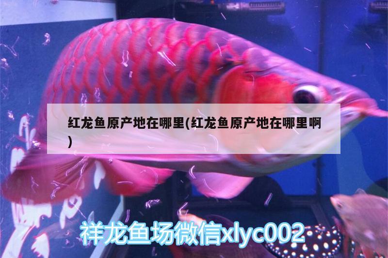 紅龍魚種類排名表大全(紅龍魚的品種)