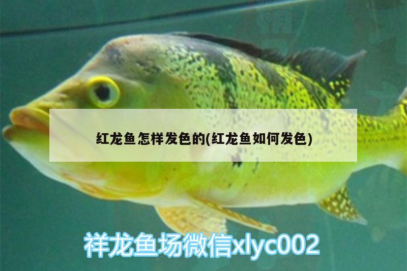 紅龍魚怎樣發(fā)色的(紅龍魚如何發(fā)色)