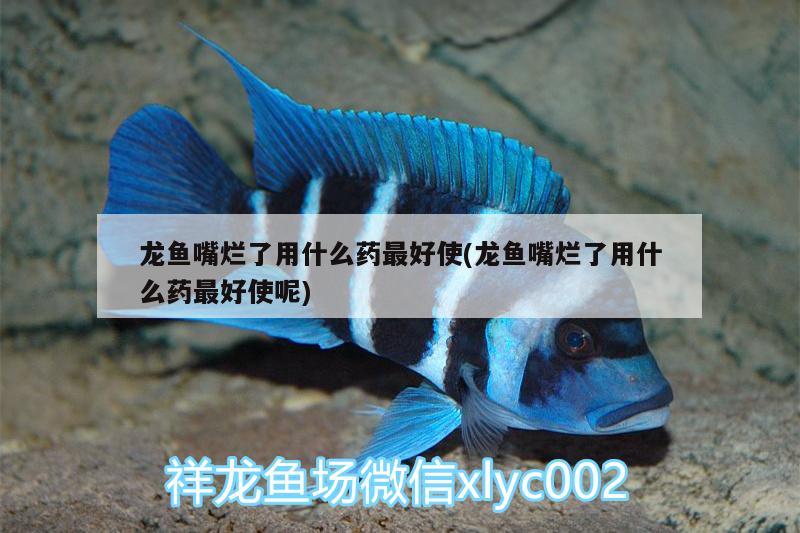 龍魚嘴爛了用什么藥最好使(龍魚嘴爛了用什么藥最好使呢)