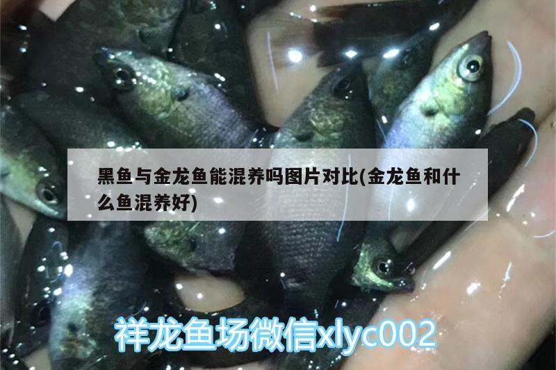 黑魚與金龍魚能混養(yǎng)嗎圖片對(duì)比(金龍魚和什么魚混養(yǎng)好) 薩伊藍(lán)魚