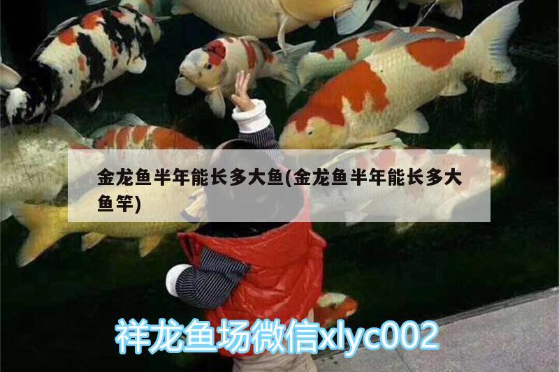 金龍魚(yú)半年能長(zhǎng)多大魚(yú)(金龍魚(yú)半年能長(zhǎng)多大魚(yú)竿)