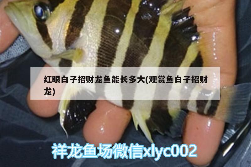 紅眼白子招財(cái)龍魚能長(zhǎng)多大(觀賞魚白子招財(cái)龍)