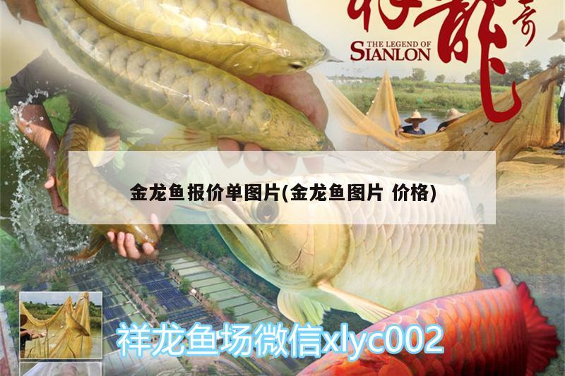 金龍魚報價單圖片(金龍魚圖片價格) 觀賞魚飼料