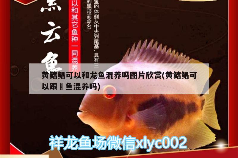 黃鰭鯧可以和龍魚(yú)混養(yǎng)嗎圖片欣賞(黃鰭鯧可以跟魟魚(yú)混養(yǎng)嗎) 黃鰭鯧魚(yú)