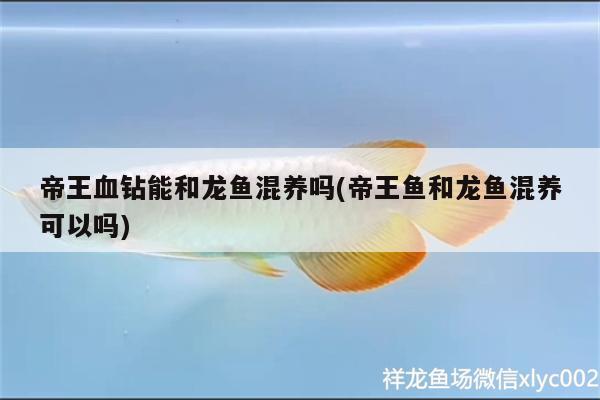 帝王血鉆能和龍魚混養(yǎng)嗎(帝王魚和龍魚混養(yǎng)可以嗎) 帝王血鉆