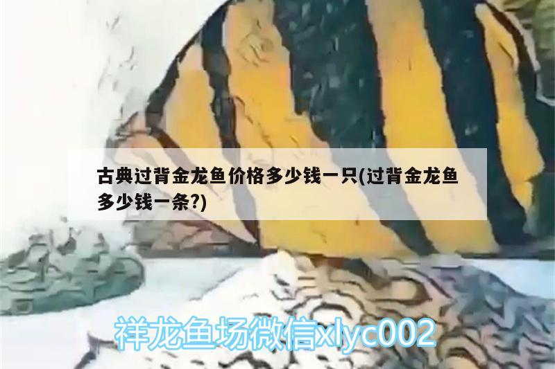 古典過背金龍魚價(jià)格多少錢一只(過背金龍魚多少錢一條?) 古典過背金龍魚