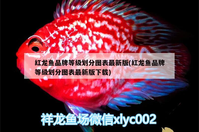 虎斑恐龍魚繁殖方法視頻大全圖片(虎斑恐龍魚繁殖方法視頻大全圖片欣賞) 虎斑恐龍魚