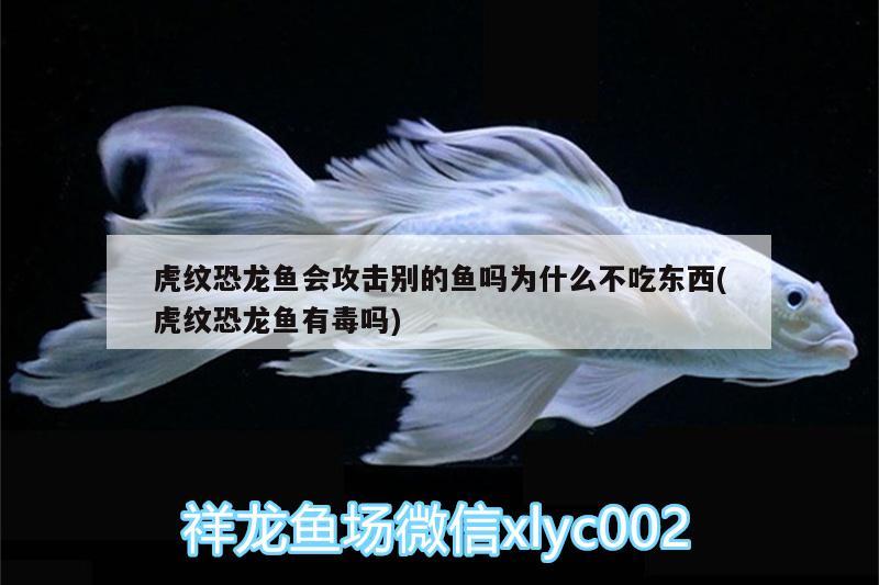 虎紋恐龍魚會(huì)攻擊別的魚嗎為什么不吃東西(虎紋恐龍魚有毒嗎)