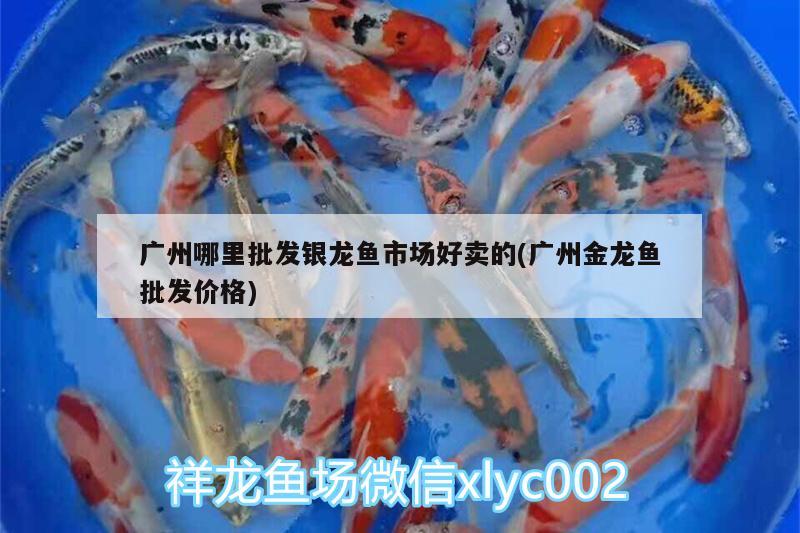 廣州哪里批發(fā)銀龍魚市場好賣的(廣州金龍魚批發(fā)價格)