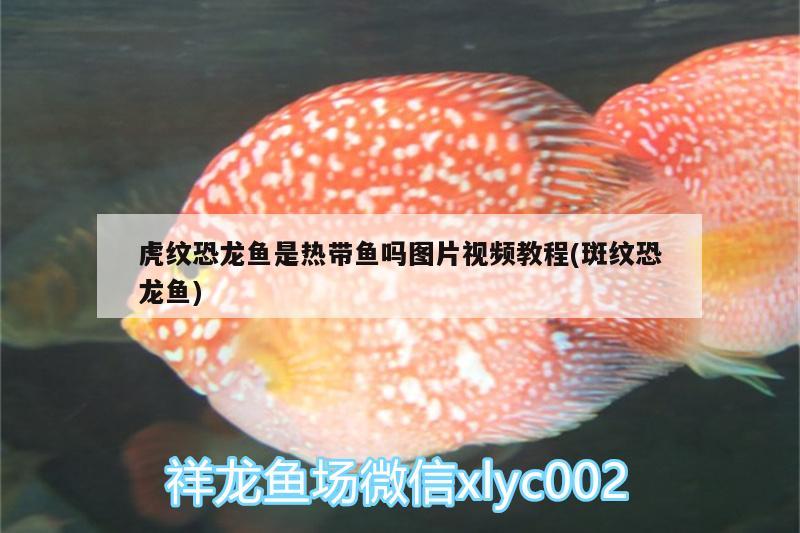 虎紋恐龍魚是熱帶魚嗎圖片視頻教程(斑紋恐龍魚)