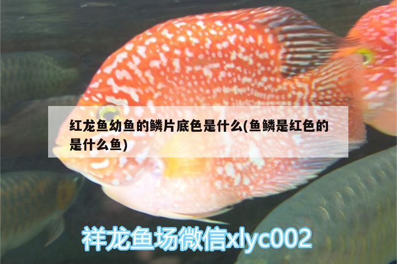 紅龍魚幼魚的鱗片底色是什么(魚鱗是紅色的是什么魚)