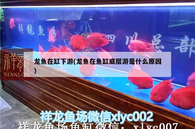 奎屯樂魚水族館