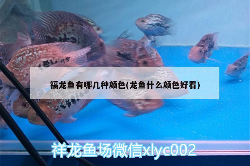 福龍魚有哪幾種顏色(龍魚什么顏色好看) 泰龐海鰱魚