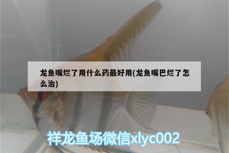 龍魚嘴爛了用什么藥最好用(龍魚嘴巴爛了怎么治) 帝王迷宮魚 第2張