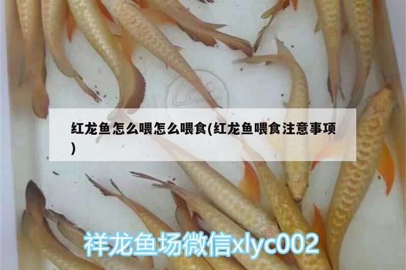 和興龍魚怎么樣龍魚之巔(北京和興龍魚有限公司) 和興紅龍 第2張