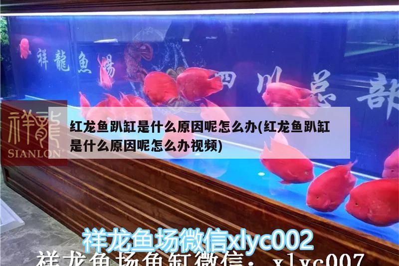 紅龍魚趴缸是什么原因呢怎么辦(紅龍魚趴缸是什么原因呢怎么辦視頻) 孵化器