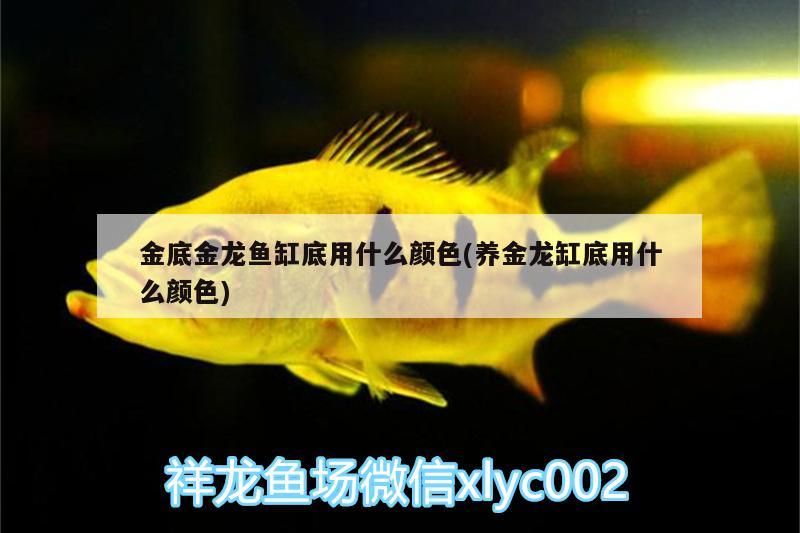 金底金龍魚缸底用什么顏色(養(yǎng)金龍缸底用什么顏色)