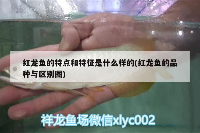 紅龍魚的特點和特征是什么樣的(紅龍魚的品種與區(qū)別圖) 白子銀龍苗（黃化銀龍苗）