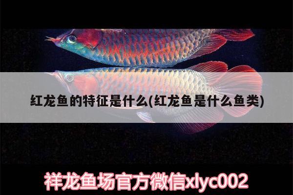 養(yǎng)莫斯光照要幾個小時？多久換一次水？ 蝴蝶鯉魚苗 第1張