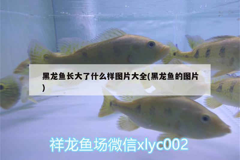 羅漢紅馬膽子小怎么辦，紅馬羅漢怎么養(yǎng) 養(yǎng)魚的好處 第2張