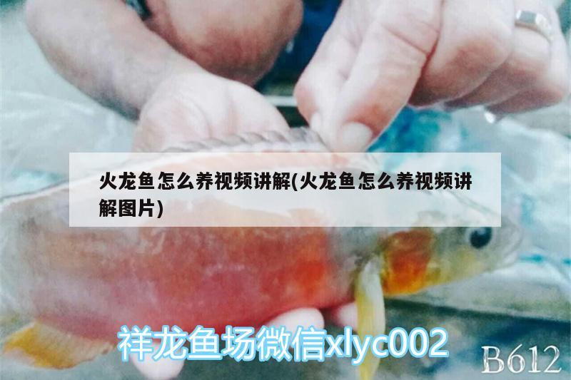 火龍魚怎么養(yǎng)視頻講解(火龍魚怎么養(yǎng)視頻講解圖片) 三色錦鯉魚 第1張