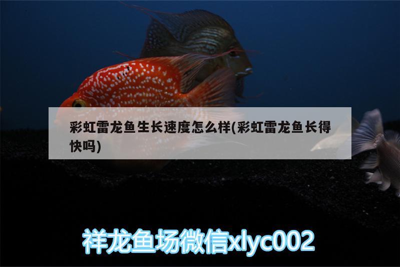 彩虹雷龍魚生長速度怎么樣(彩虹雷龍魚長得快嗎)