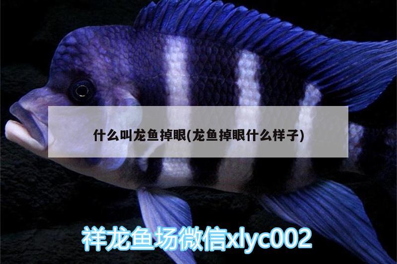 什么叫龍魚(yú)掉眼(龍魚(yú)掉眼什么樣子)