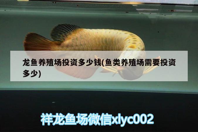 龍魚養(yǎng)殖場投資多少錢(魚類養(yǎng)殖場需要投資多少) 白子關(guān)刀魚