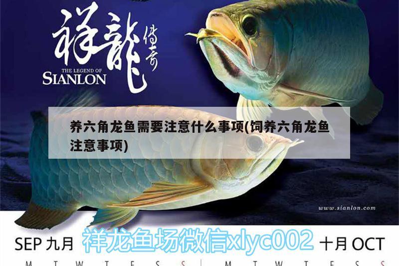 養(yǎng)六角龍魚(yú)需要注意什么事項(xiàng)(飼養(yǎng)六角龍魚(yú)注意事項(xiàng)) 祥龍龍魚(yú)魚(yú)糧