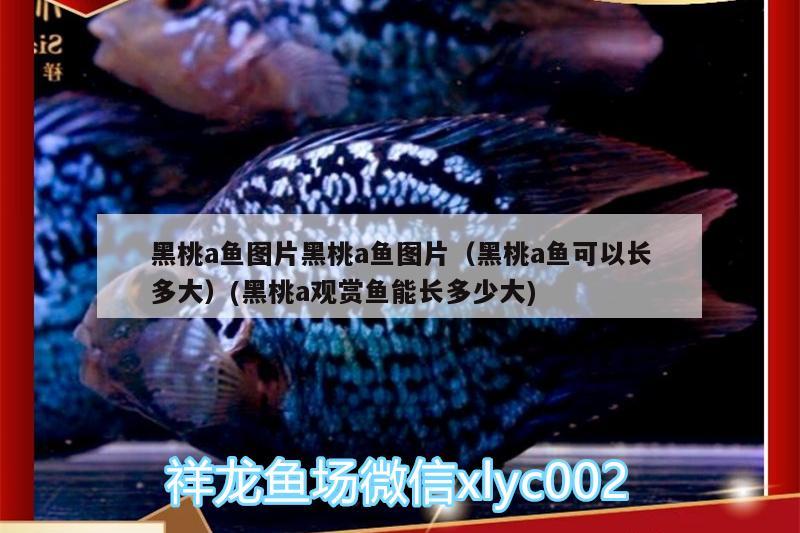 黑桃a魚(yú)圖片黑桃a魚(yú)圖片（黑桃a魚(yú)可以長(zhǎng)多大）(黑桃a觀賞魚(yú)能長(zhǎng)多少大) 黑桃A魚(yú)