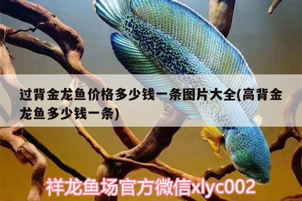 過背金龍魚價格多少錢一條圖片大全(高背金龍魚多少錢一條) 高背金龍魚