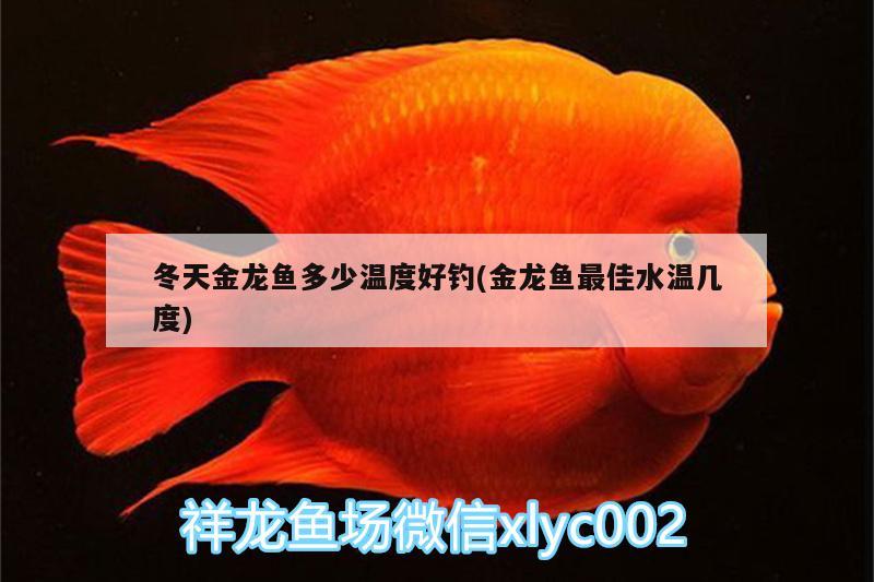 冬天金龍魚多少溫度好釣(金龍魚最佳水溫幾度) 垂釣樂園