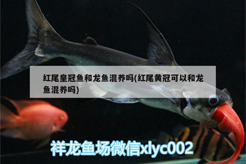 紅尾皇冠魚和龍魚混養(yǎng)嗎(紅尾黃冠可以和龍魚混養(yǎng)嗎) 祥龍超血紅龍魚