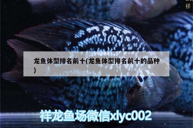 龍魚體型排名前十(龍魚體型排名前十的品種)