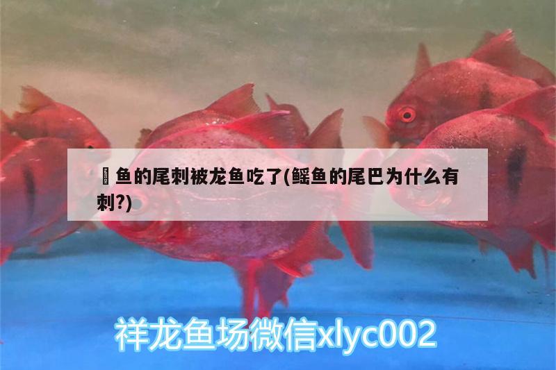 魟魚(yú)的尾刺被龍魚(yú)吃了(鰩魚(yú)的尾巴為什么有刺?)