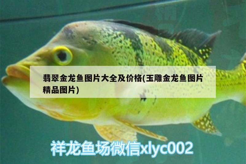 翡翠金龍魚(yú)圖片大全及價(jià)格(玉雕金龍魚(yú)圖片精品圖片)