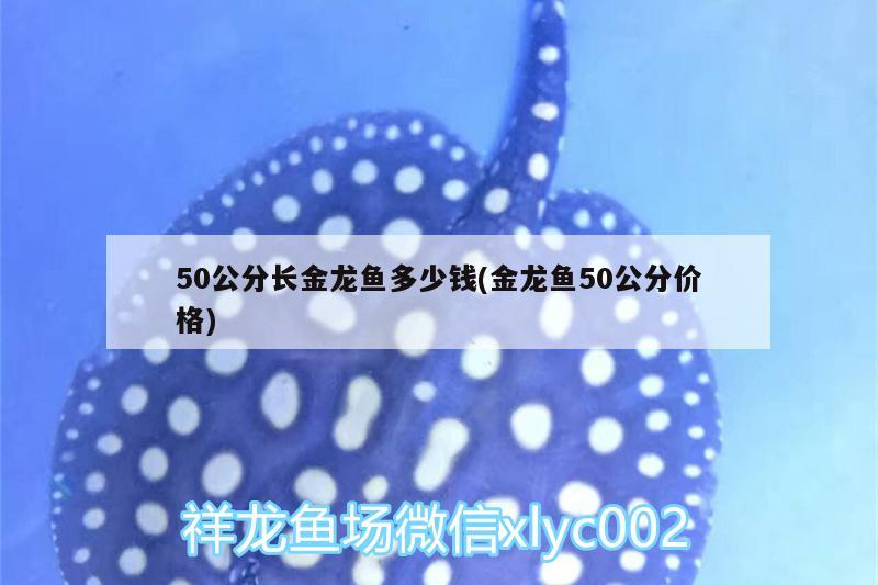 50公分長(zhǎng)金龍魚多少錢(金龍魚50公分價(jià)格) 紅頭利魚