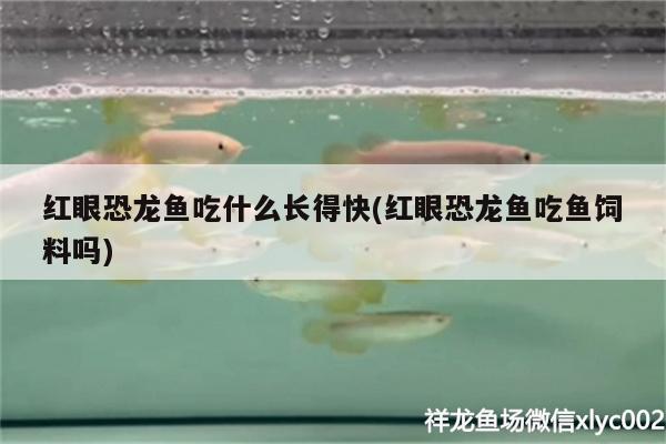 紅眼恐龍魚吃什么長得快(紅眼恐龍魚吃魚飼料嗎)